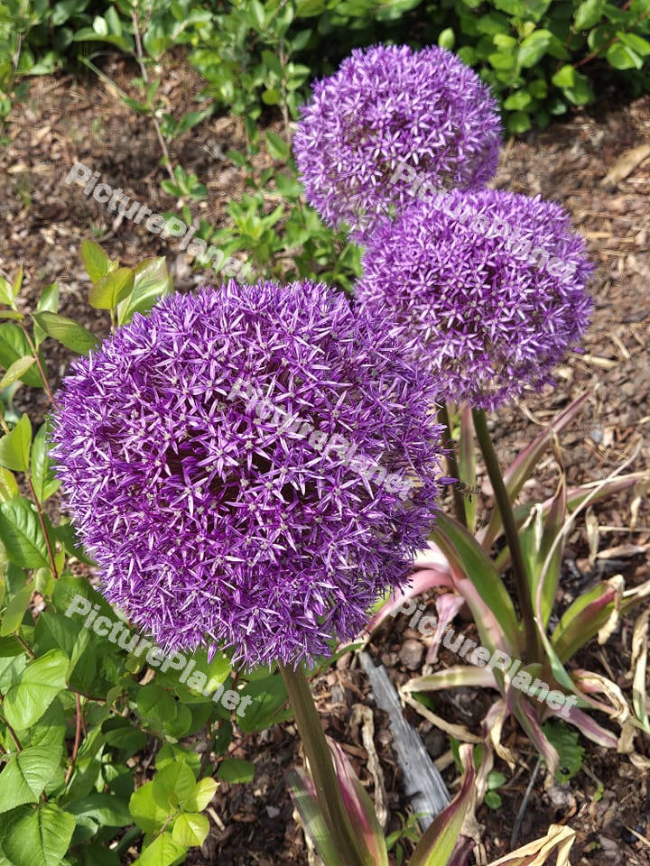 Three purple allium flowers